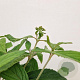 Viburnum plic. 'Watanabe' 25-30 cm 2,5L