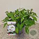 Viburnum plic. 'Watanabe' 25-30 cm 2,5L