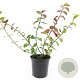 Euonymus fort. 'Coloratus' GM C1.3