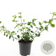 Euonymus fort. 'Coloratus' GM C1.3