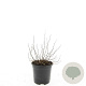 Spiraea decumbens GM C1.3
