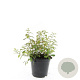 Spiraea decumbens GM C1.3