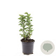 Spiraea densiflora GM C1.3