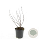 Spiraea densiflora GM C1.3