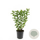 Spiraea densiflora GM C1.3