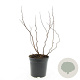 Spiraea densiflora GM C1.3
