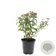 Spiraea jap. 'Crispa' GM C1.3