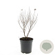 Spiraea jap. 'Manon' GM C1.3
