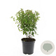 Spiraea jap. 'Manon' GM C1.3