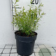 Spiraea thunbergii GM C1.3
