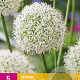 Allium 'Mount Everest' verpakt per 25