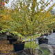 Acer campestre 300-350 cm cont. 285L meerstammig