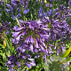 Agapanthus Poppin Purple GM cont. 90L