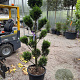 Cupressocyparis leylandii 160-180 cm