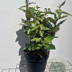 Elaeagnus ebb. 'Compacta' 3,0L