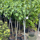 Ficus carica halfstam 25L