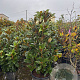 Magnolia grandiflora 160-180 cm container