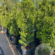 Prunus l. 'Angustifolia' 175-200 cm 35L