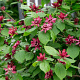 Calycanthus raulstonii 'Hartlage Wine' 175-200 cm cont. 70L meerstammig