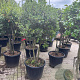 Quercus ilex 125-150 cm container meerstammig