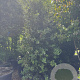 Quercus ilex 300-350 cm cont. 150L meerstammig