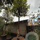 Quercus ilex 35-40 HO container