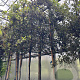 Quercus ilex 8-10 HO container lei 120x120