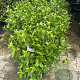 Viburnum tinus 30-40 cm 9L