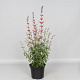 Agastache 'Fleur' GM P9