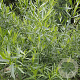 Artemisia dracunculus 'Sativa' GM P9