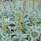 Artemisia lud. 'Valerie Finnis' GM P9