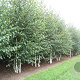 Betula utilis 'Doorenbos' 550-600 cm draadkluit meerstammig 400-500 diameter