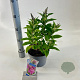 Buddleja d. B. Candy Little Cerise 30-35 cm 3,0L