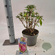 Buddleja d. B. Candy Little Cerise 30-35 cm 3,0L