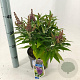 Buddleja d. B. Candy Little Lila 30-35 cm 3,0L