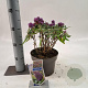 Buddleja d. B. Candy Little Lila 30-35 cm 3,0L