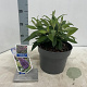 Buddleja d. B. Candy Little Lila 30-35 cm 3,0L