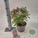 Buddleja d. B. Candy Little Pink 30-35 cm 3,0L