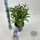 Buddleja d. B. Candy Little Pink 30-35 cm 3,0L