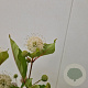 Cephalanthus occidentalis 25-30 cm 2,5L