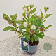Cephalanthus occidentalis 25-30 cm 2,5L