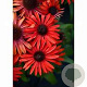 Echinacea 'Fountain Red' GM P9