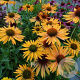 Echinacea p. 'Big Kahuna' GM P9