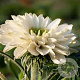 Echinacea Suns.White Perfection GM P9