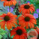 Echinacea 'Tangerine Dream' GM P9