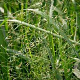 Eragrostis trichodes 'Bend' GM P9