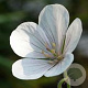 Geranium pr. 'Black 'n White Army' GM P9