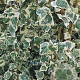 Hedera hel. 'Chester' 80-100 cm rozenpot 2L