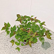 Leycesteria formosa 25-30 cm 3,0L