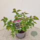 Leycesteria formosa 25-30 cm 3,0L